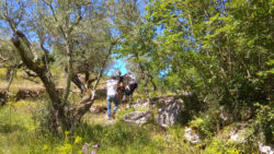 L'Alberata di San Gregorio da Sassola e i Monti Prenestini senza barriere - Ass. Aefula e Ass. Il Cammino Possibile (Lazio)